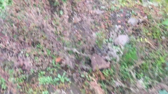 Малина Золотая Зюгана на 1 ноября. смотреть онлайн