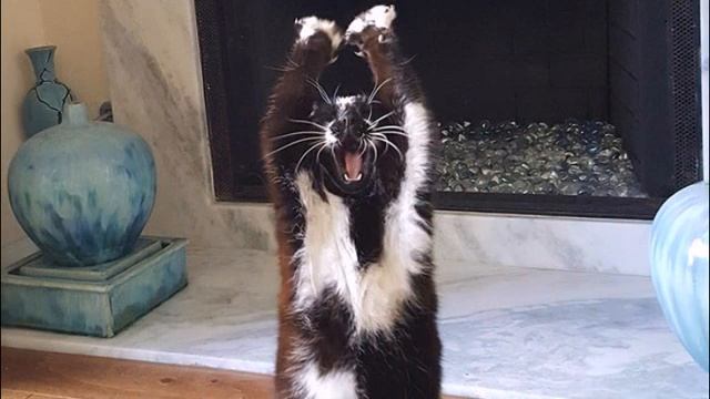 Почему нельзя смотреть кошке в глаза? Объяснения ученых смотреть онлайн