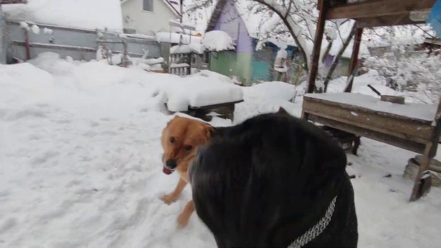 Неаполитанский мастиф Маля. Играет с крупным кобелём. /Neapolitan Mastiff Malya.  Plays With A Larg