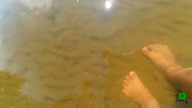 Удивительный пилинг ног рыбками! Халява! foot peeling смотреть онлайн