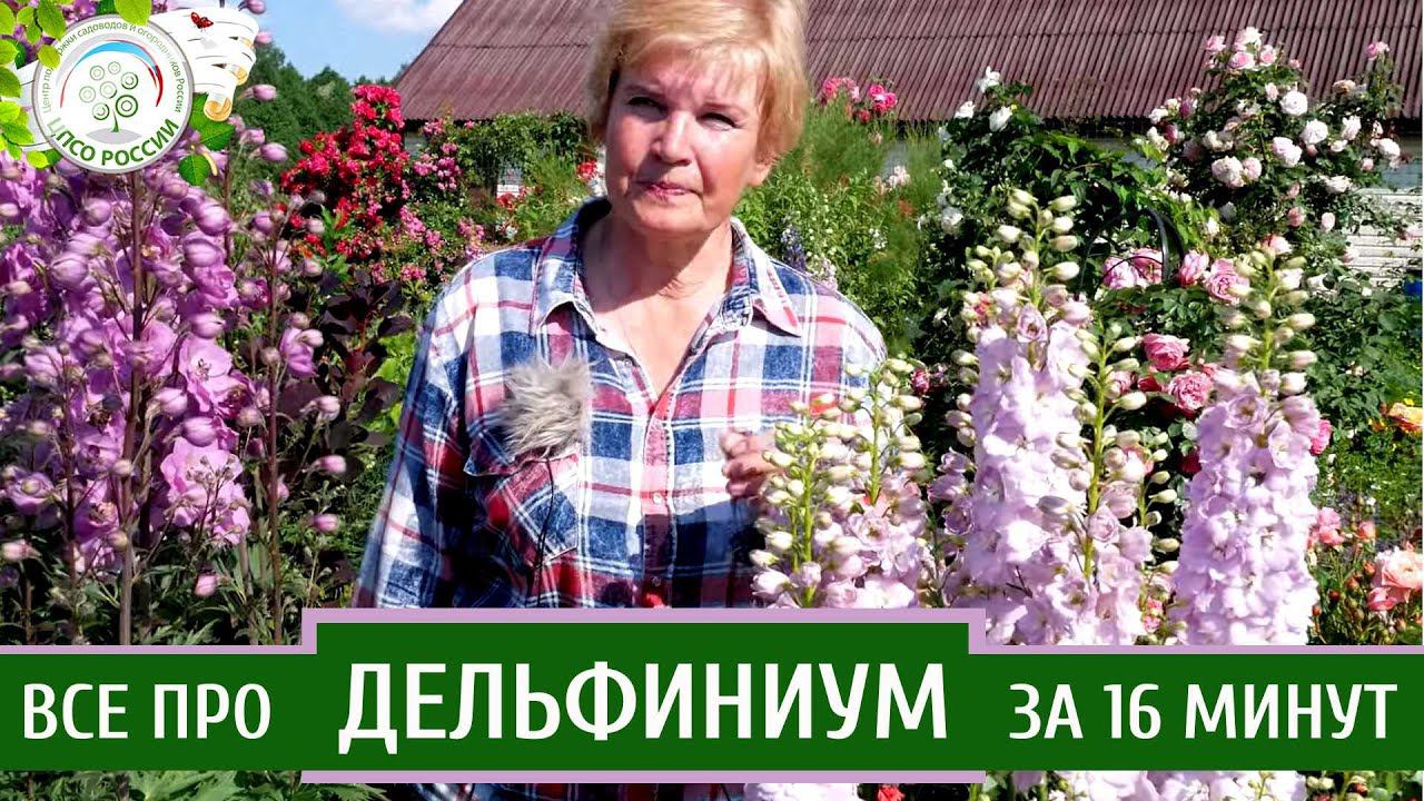 Дельфиниум. Узнайте все о выращивании дельфиниумов за 16 минут. смотреть онлайн