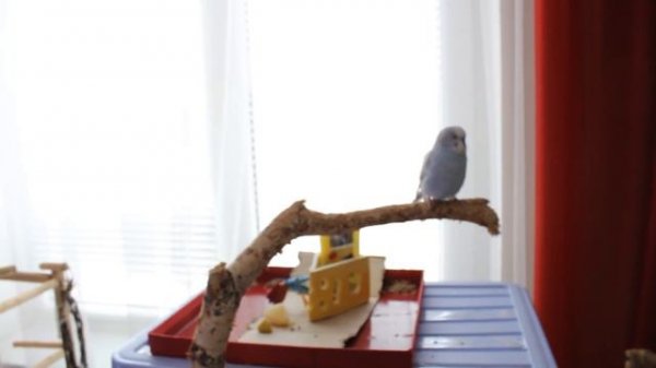 ИГРАЮ С ТОШЕЙ//НОВЫЕ ВИДЕО ПРО ТОШУ С ЛАЙМОЙ