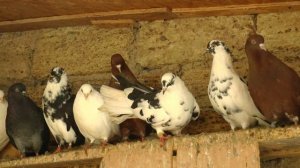 НИКОЛАЕВСКИЕ ГОЛУБИ./pigeons/ БАБОЧКА 2023 (1часть)