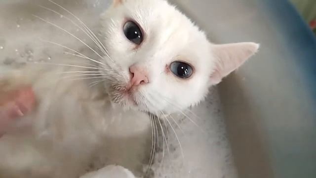 Мою свою кошку Мусю. смотреть онлайн