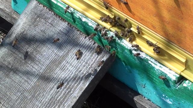 Зацвела верба - первый медонос смотреть онлайн