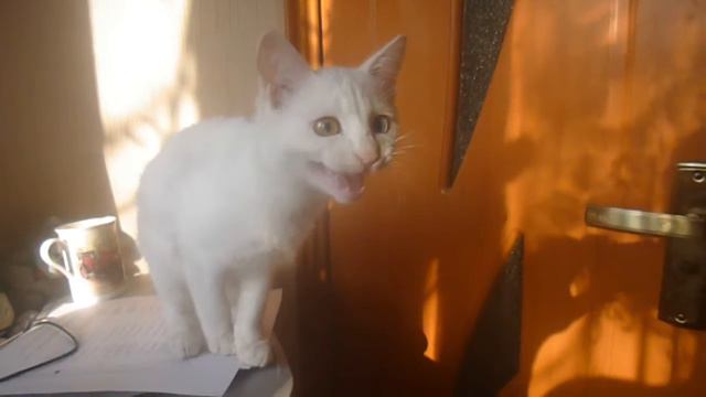 Смешная ангорка