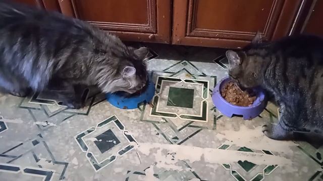 КАК НАКОРМИТЬ КОТА? ЕДА ФЕЛИКС ДЛЯ КОТОВ И КОШЕК. смотреть онлайн