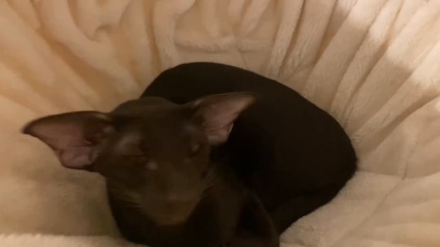 Ориентал?l Кот разговаривает L Разговорчивый ориентал?