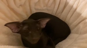 Ориентал?l Кот разговаривает l Разговорчивый ориентал?