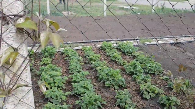 Суданская роза смотреть онлайн