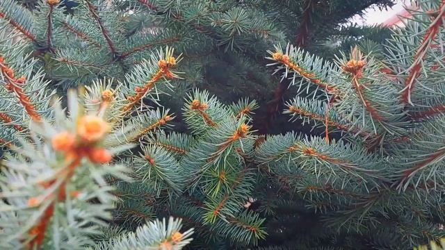 Храм иконы Божией Матери «Всех скорбящих Радосте» г. Ессентуки смотреть онлайн