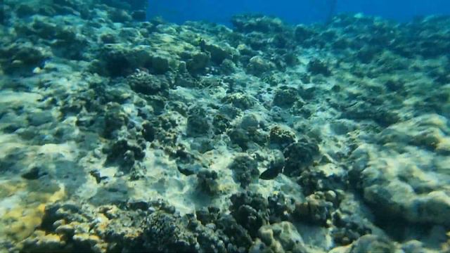 Faraana Reef Resort смотреть онлайн