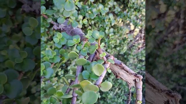 Настоящее денежное дерево смотреть онлайн