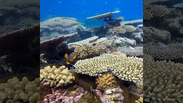 The Great Barrier Reef ! смотреть онлайн
