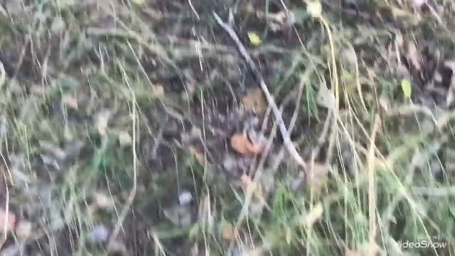 ОМСК. В Лес за Грибами. Попытка номер два! смотреть онлайн