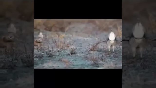 ШОК! ОЧЕНЬ СМЕШНЫЕ ПТИЦЫ! МОЁ ПЕРВОЕ ВИДЕО! смотреть онлайн