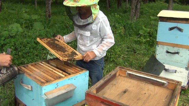 500+ Новый метод содержания основных семей с матками помощницами. смотреть онлайн