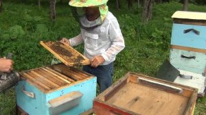 500+ Новый метод содержания основных семей с матками помощницами.