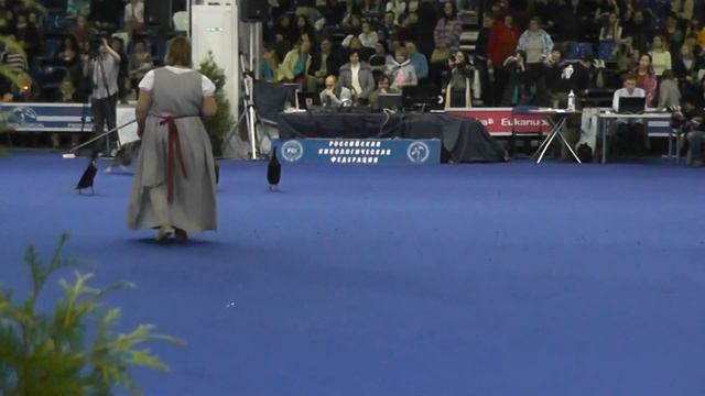 Выставка собак "Россия 2012", главный ринг. смотреть онлайн