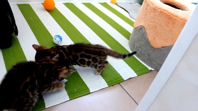 Бенгальские котята.Бенгальская кошка смотреть онлайн