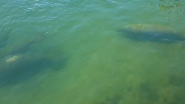 Мир животных.Ламанти́ны смотреть онлайн