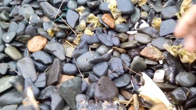 Краб-плавунец японский. Больно кусается. смотреть онлайн