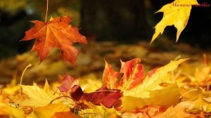 Осень постучалась золотым дождеи  Детская песня