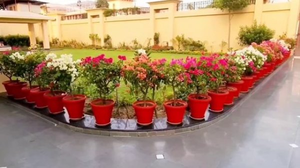 A to Z of Bougainvillea care tips || Learn flowering secrets no one tells ||Soil Fertilizer Waterin
