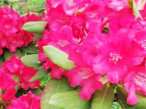 Такой разный результат зимовки рододендронов