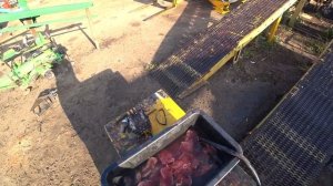 Как разделать большого сома + как коптить и солить сома