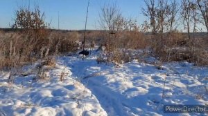 ЛОВЛЯ ЩЕГЛОВ? И ДРУГОЙ ПТИЦЫ. ДЕНЬ ЩЕГЛА??? 5.01.22.