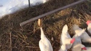 Курятник в теплице