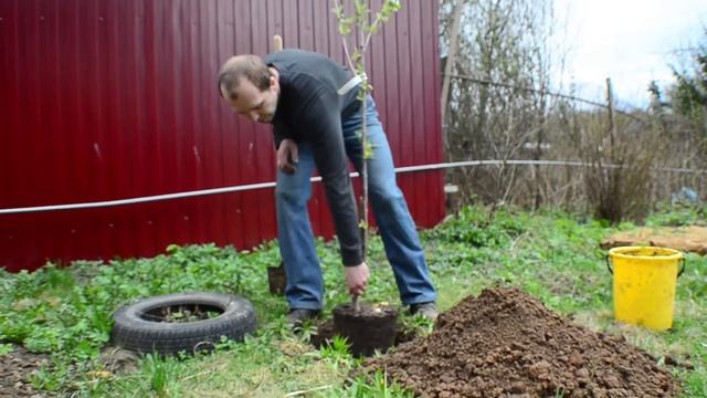 Посадка черешни смотреть онлайн