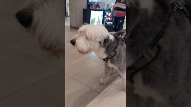 Dog смотреть онлайн