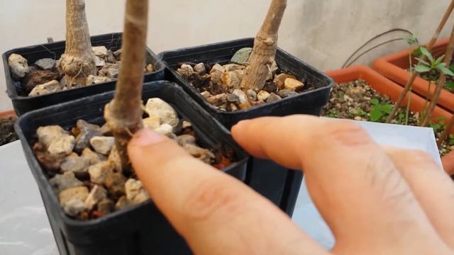 Ginkgo Biloba Bonsai Tree