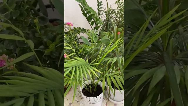 Бөлме гүлдерінің пайдасы мен зияны смотреть онлайн