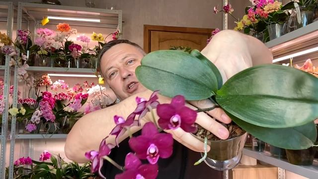 орхидеи в стеклянных фужерах ПЛЮСЫ и МИНУСЫ пересадки орхидей смотреть онлайн