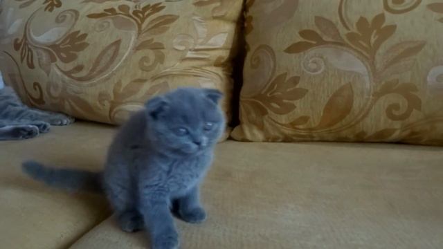 шотландская вислоухая девочка смотреть онлайн