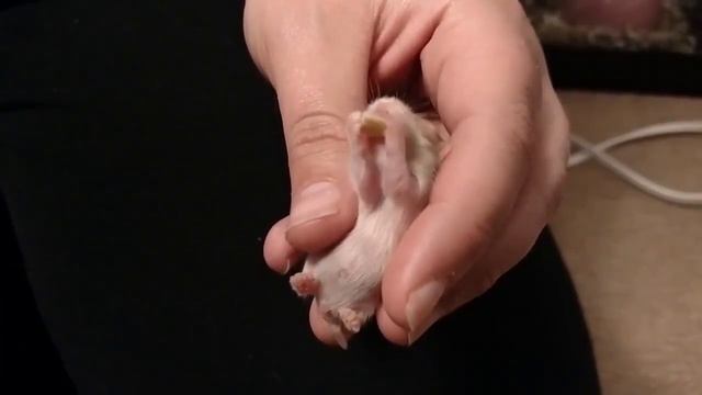 Новорожденный хомячок ест сыр