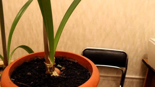 Гиппеаструм. [Надежда и Мир] смотреть онлайн