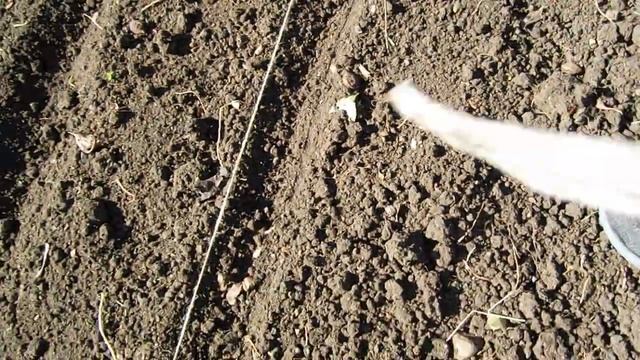 Aussaat von Stuttgarter Riesen und Schalotten,Посев гигантов из Штутгарта и лука-шалота смотреть онлайн