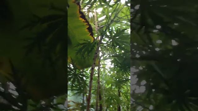 Botanická zahrada ~ #BOTANICKÁ ZAHRADA смотреть онлайн