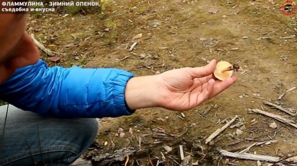 Осенние съедобные необычные грибы, www.grib.tv