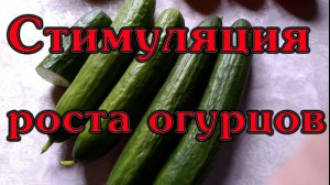 Стимуляция для быстрого роста огурцов