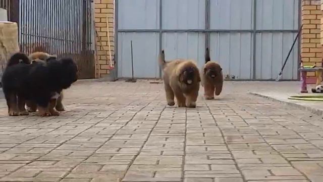 Video E71e4fcff108957b8c126260544731f8 V 2