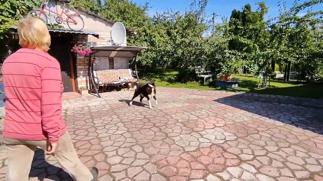 Собираем в лесу хвойный опад под цветы и для альпийской горки . Красивый сосновый бор 31 июля 2022 смотреть онлайн