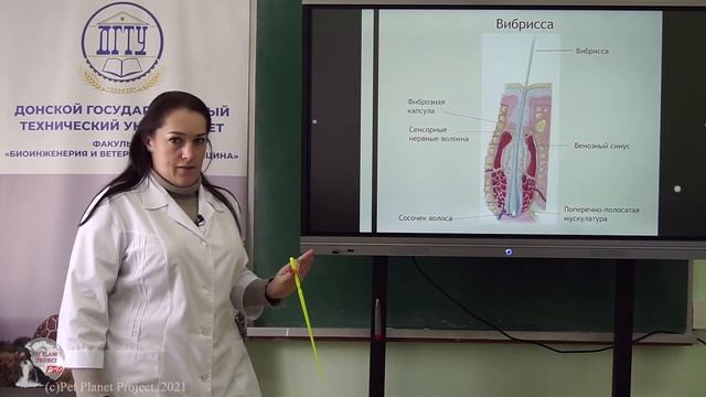 Урок 22: Кожные покровы и производные смотреть онлайн