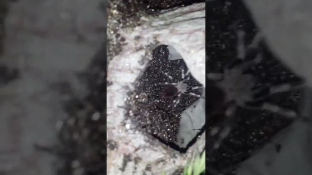 Nhandu chromatus new home смотреть онлайн