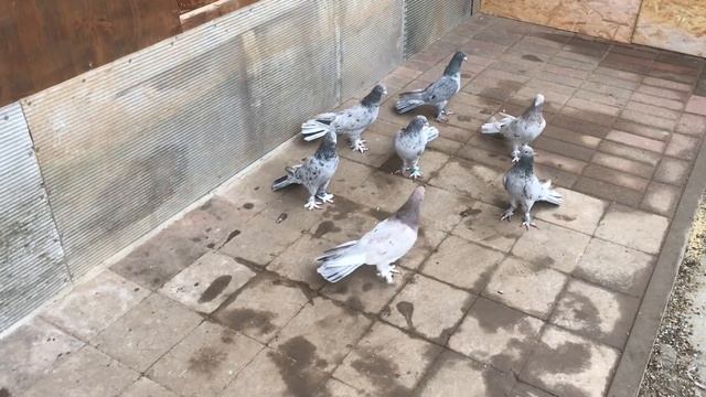 Baku Pigeons/бакинцы широкохвостые/Bakina Tauben Deutschland/Germany/Golubi Bakinci смотреть онлайн
