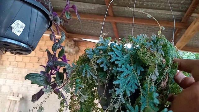 Samambaia  Azul Que Na Verdade  é Verde